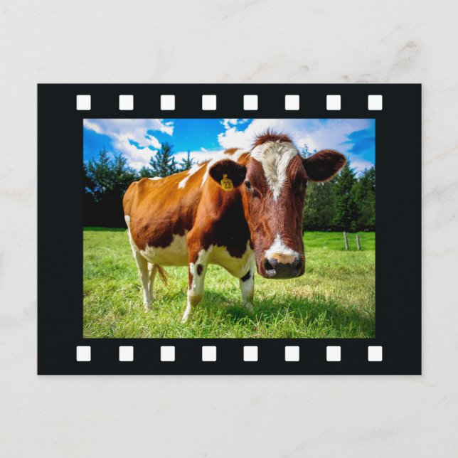 VOTRE PHOTO en "pellicule" carte postale (Devant)