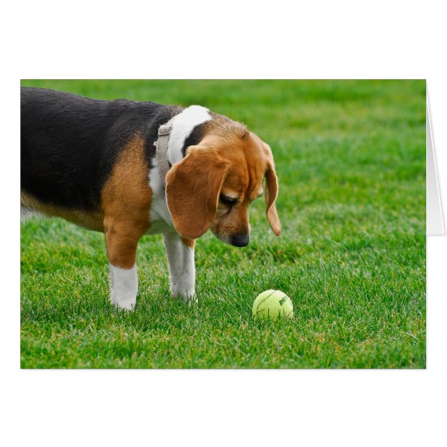 Voulez jouer ? (Devant horizontal)