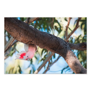 "Vous appel ?" Copies de photo du cacatoès de