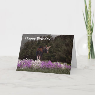 Vous avez été Mooné par une orignale ! Carte d'ann