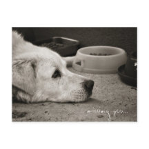 Vous avez manqué - Carte postale