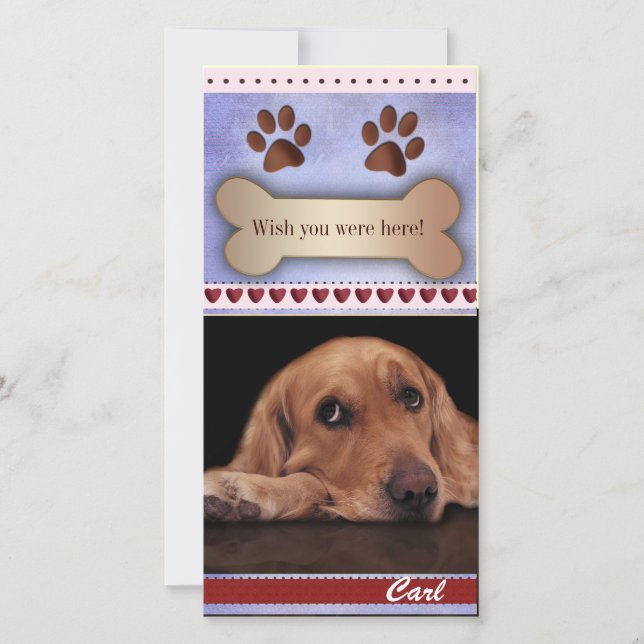 Vous avez manqué un modèle photo de chien (Devant)