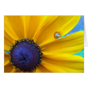 Vous envoyant du soleil