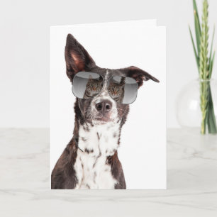 Vous êtes une carte d'amitié pour les chats Cool