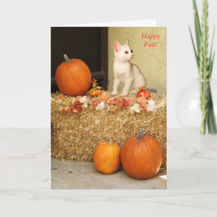 Vous manquant chaton de Halloween et carte de