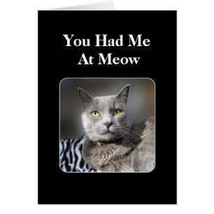 Vous M'Avez Eu Chez Meow Russian Blue Cat