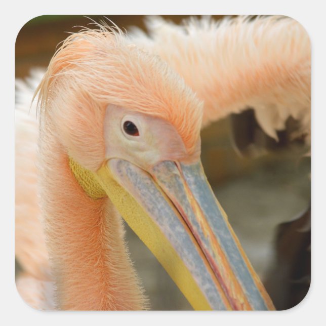 Vous Regarder Sticker Pelican (Devant)