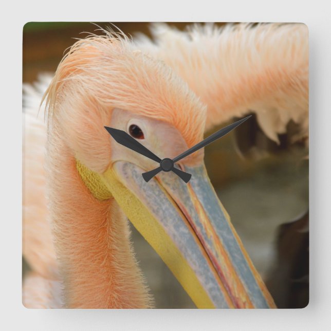 Vous Regardez Mur Pélican Horloge (Recto)