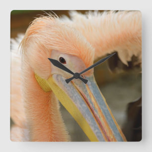 Vous Regardez Mur Pélican Horloge