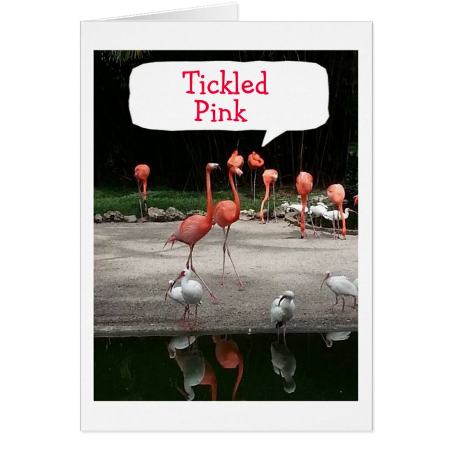 **VOUS RETRAITEZ" LES FLAMANTS ROSES SONT "BILLARD (Devant)