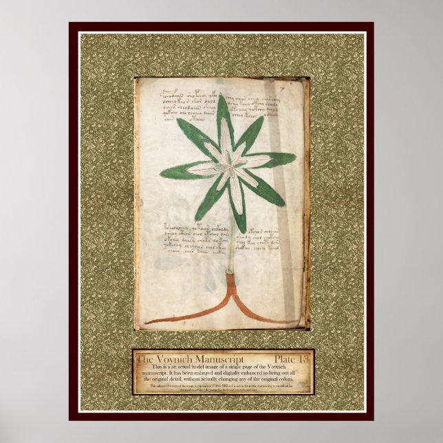 Voynich Plate 13 Poster (Vorne)