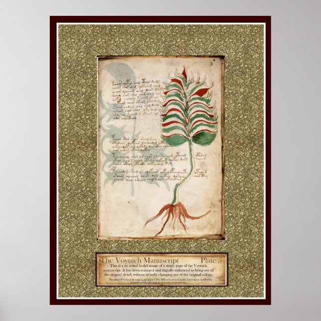 Voynich Plate 5 - Botanische Illustration Poster (Vorne)