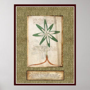 Voynich Platte 13 Poster
