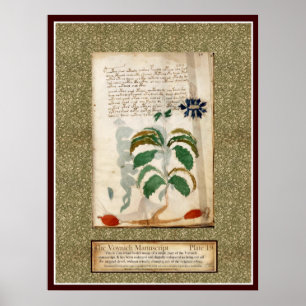 Voynich Platte 19 Poster