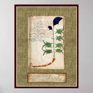 Voynich Platte 6 Poster