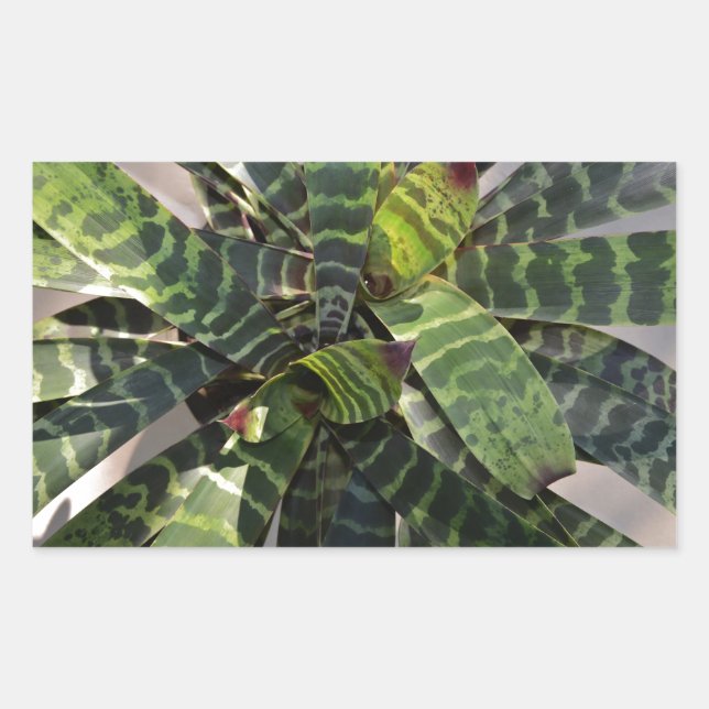 Vriesea Splendens Bromeliad Pflanze Streifen Blätt Rechteckiger Aufkleber (Vorderseite)