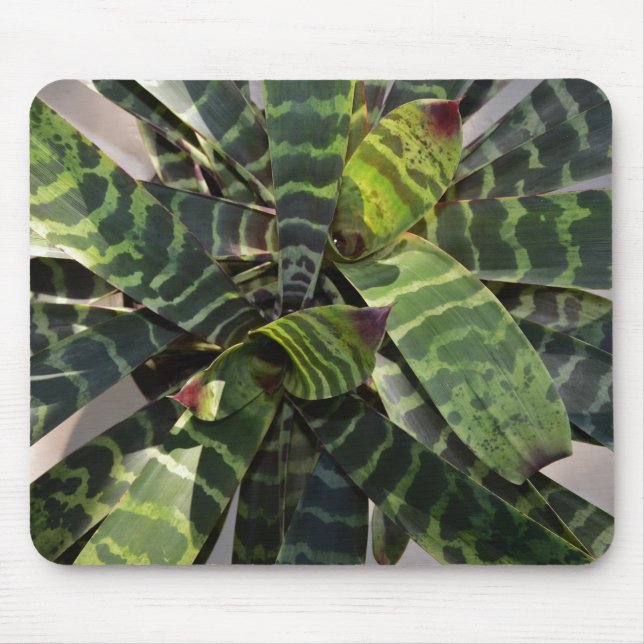 Vriesea Splendens Bromeliad Pflanze Striped Mousepad (Vorne)