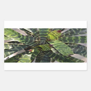Vriesea Splendens Bromeliad Pflanze Striped Rechteckiger Aufkleber