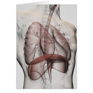 vue 3D de l'appareil respiratoire masculin