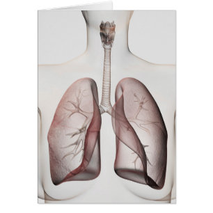 Vue 3D Du Système Respiratoire Féminin 1
