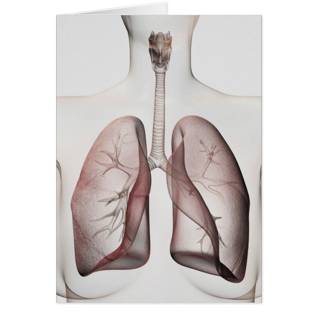 Vue 3D Du Système Respiratoire Féminin 1 (Devant)
