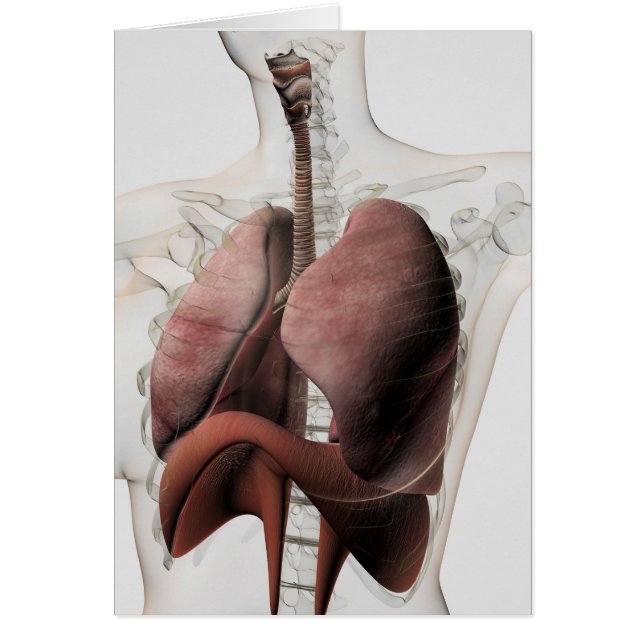 Vue 3D Du Système Respiratoire Féminin 3 (Devant)