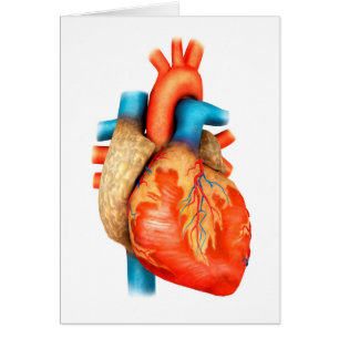 Vue Avant Du Coeur Humain