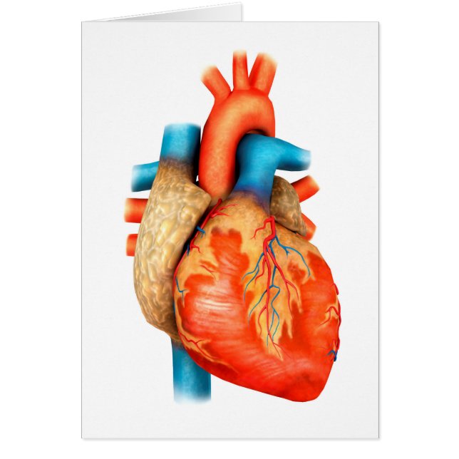 Vue Avant Du Coeur Humain (Devant)