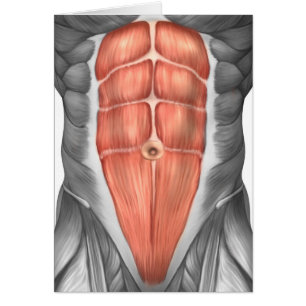 Vue Complète Des Muscles Abdominaux Hommes
