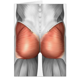 Vue Complète Des Muscles Gluteaux Humains