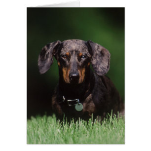 Vue de Dachshund couleur Dapple