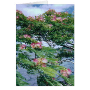 Vue de fleurs et d'eau de mimosa