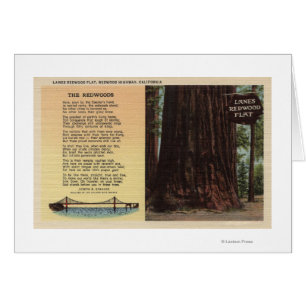 Vue de Lanes Redwood Flat