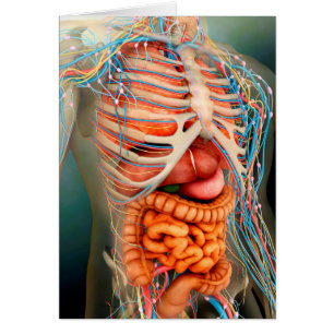 Vue de perspective de corps humain, organes