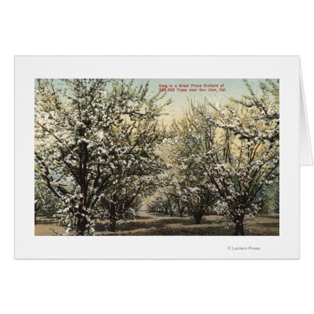 Vue d'un verger de prune de 300 000 arbres (Devant horizontal)