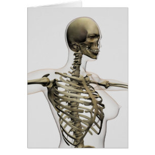 Vue En Trois Dimensions De La Cage De Rib Féminine