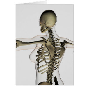 Vue En Trois Dimensions Du Dos Supérieur Féminin