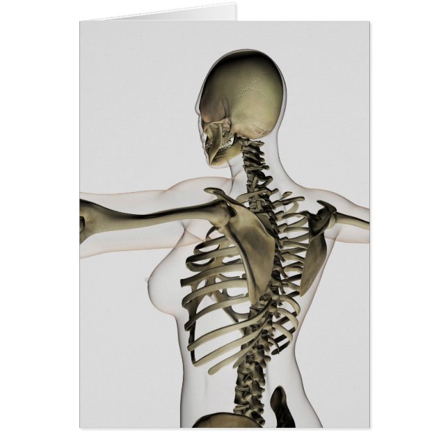 Vue En Trois Dimensions Du Dos Supérieur Féminin (Devant)