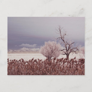 Vue gelée de l'île d'Antelope - Utah - Carte posta