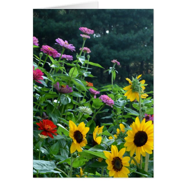 Vue jardin- tournesol, marguerites, cosmos (Devant)