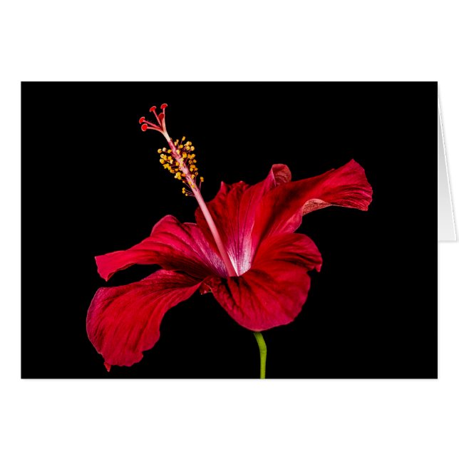 Vue latérale de l'Hibiscus rouge (Devant Horizontal)