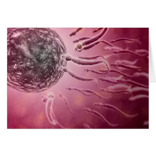 Vue Microscopique De La Nage De Sperme Vers L'Oeuf (Devant horizontal)