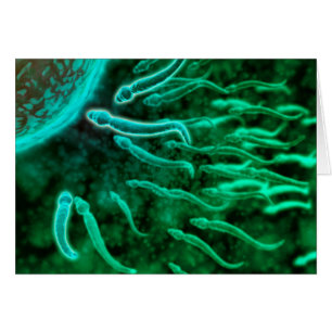 Vue Microscopique De La Nage De Sperme Vers L'Oeuf