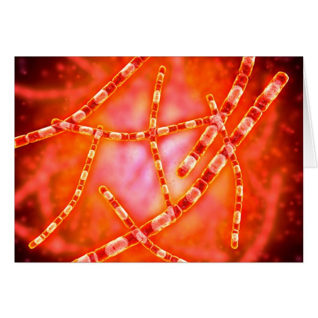 Vue Microscopique De L'Anthrax 1 (Devant horizontal)