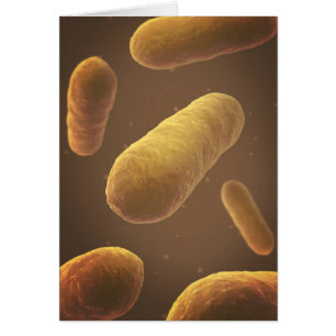 Vue Microscopique Des Bactéries 5