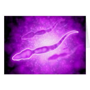 Vue Microscopique Des Cellules Sperm Masculines