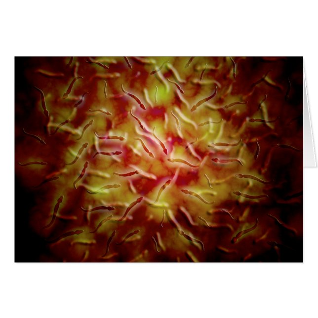 Vue Microscopique Du Sperme (Devant horizontal)