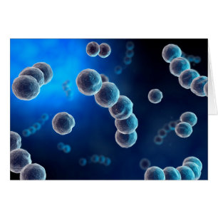 Vue Microscopique Du Streptocoque 2