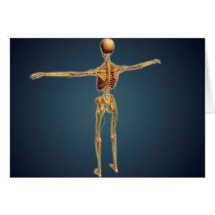 Vue Précédente Du Squelette Humain Avec Système Ne