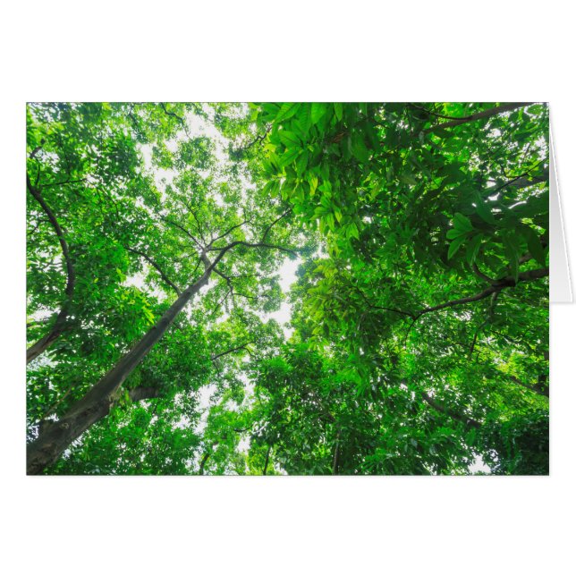 Vue vers le haut des arbres (Devant horizontal)